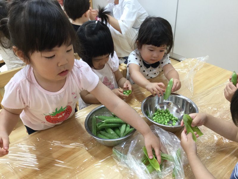 えんどう豆の豆取りときぬさやのすじ取り にじいろ保育園ブログ