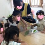 うみ組　アゲハ蝶幼虫飼育