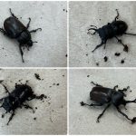 「カブトムシ・クワガタムシがやってきた！」