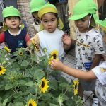 ♡８月５日♡『ひまわり🌻咲いた！』　　